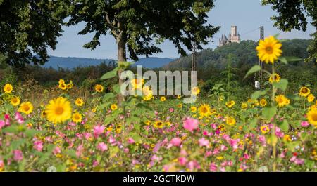 10 August 2021, Lower Saxony, Rössing: A field of sunflowers stands within sight of Marienburg Castle on the border of the district of Hildesheim and the region of Hannover. Photo: Julian Stratenschulte/dpa Stock Photo