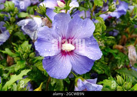 Close up of a  blue Hibiscus flower with raindrops on the petals Stock Photo