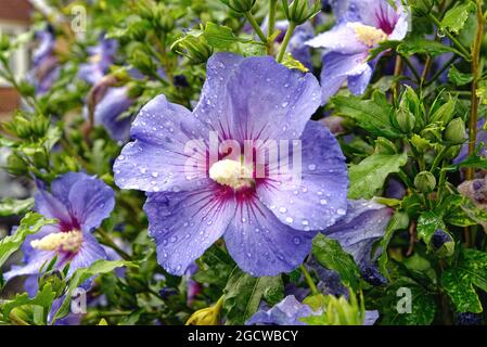 Close up of a  blue Hibiscus flower with raindrops on the petals Stock Photo