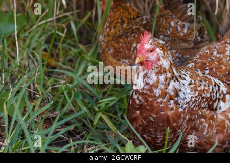 free-range hens hiding in the grass Stock Photo