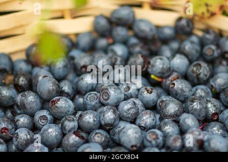 Fresh organic ripe blueberries in a wicker basket with green leaves, close up Stock Photo
