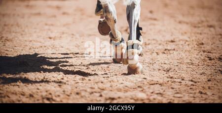 The legs of a gray fast racehorse, running at a gallop, which steps with its hooves on the sand in the arena on a sunny day. Equestrian sports. Stock Photo