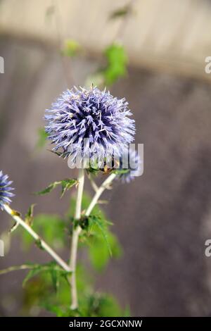 Echinops bannaticus 'Taplow Blue'. Globe thistle flower. Stock Photo