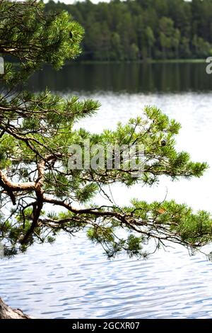 Scots pine trees on the shore of Loch Garten, Abernethy Forest, remnant of the Caledonian Forest in Strathspey, Scotland, Stock Photo