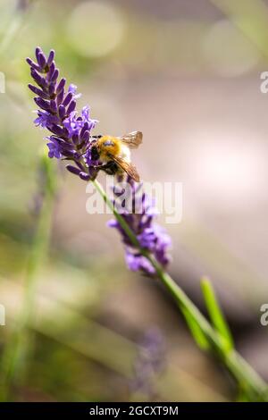 Bee collecting honey from Lavender flowers. Scotland UK Stock Photo