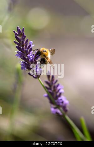 Bee collecting honey from Lavender flowers. Scotland UK Stock Photo