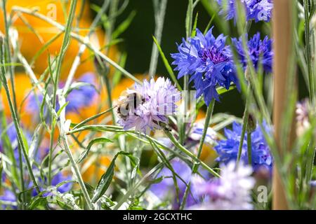 Bee collecting honey from garden flowers Scotland UK Stock Photo