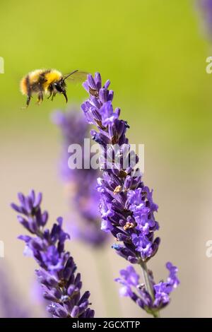 Bee collecting honey from Lavender flowers. Scotland UK Stock Photo