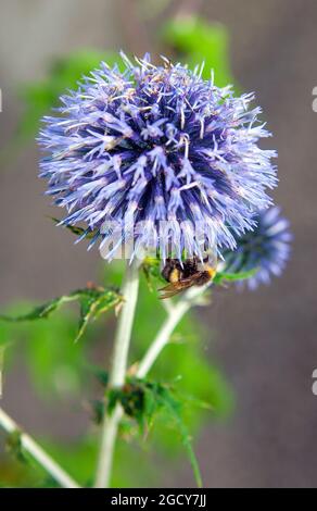 Blue globe thistle (Echinops bannaticus), inflorescence with humble bee Stock Photo