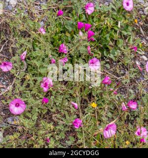 Convolvulus althaeoides, Pink Mallow Bindweed Flowers Stock Photo