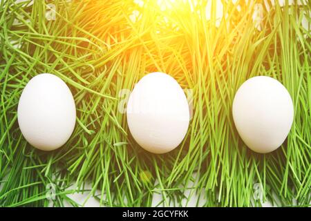 Three chicken eggs were hidden in green grass, sunlight Stock Photo