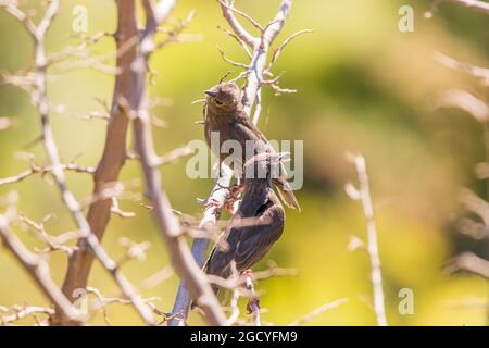 Sturnus unicolor, Pair of Young Spotless Starlings Perched in a Tree Stock Photo