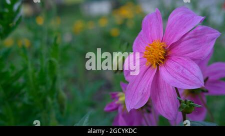Closeup of Purple color flower with yellow colored bud in the center Stock Photo