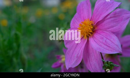 Closeup of Purple color flower with yellow colored bud in the center Stock Photo