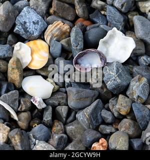 Rocks and sea shells on the coast, Paihia, Bay of Islands, Far North District, North Island, New Zealand Stock Photo