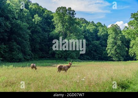 Elk in a field in the Smokies mountains Stock Photo