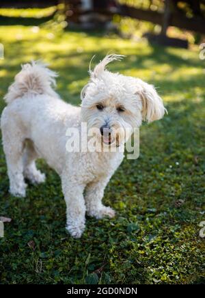 Small Bichon Pup on green grass Stock Photo