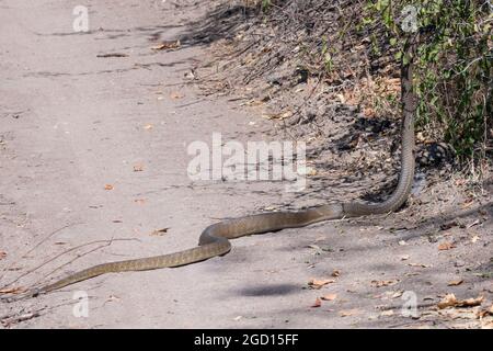 Zambia, South Luangwa. Black mamba snake (Dendroaspis polylepis) aka Black-mouthed mamba, Southern brown mamba, one of the most venomous snakes Stock Photo