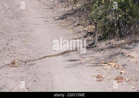 Zambia, South Luangwa. Black mamba snake (Dendroaspis polylepis) aka Black-mouthed mamba, Southern brown mamba, one of the most venomous snakes Stock Photo