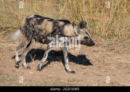 Zambia, South Luangwa. African painted dog (Lycaon pictus). Pregnant female. Stock Photo