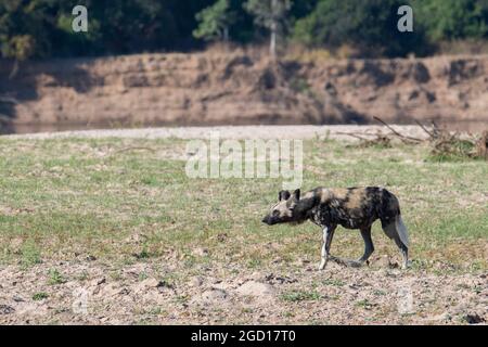 Zambia, South Luangwa. African painted dog (Lycaon pictus). Pregnant female. Stock Photo