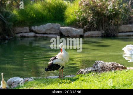 Heron on one leg near the water, on the green grass. Stock Photo