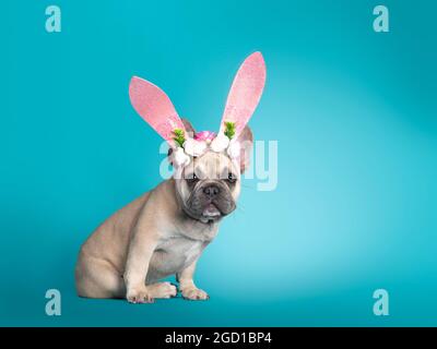 Adorable French Bulldog puppy, sitting up side ways wearing pink rabbit ear Easter hat. Looking towards camera. Isolated on turquoise background. Stock Photo