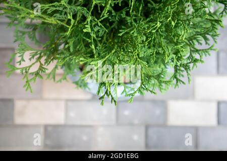 Close-up of beautiful green leaves of thuja trees on a green background. Thuja branch. An evergreen coniferous tree, also known as Chinese thuja Stock Photo