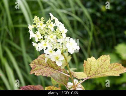 Hydrangea quercifolia Snowflake Brido shrub in summer garden UK July Stock Photo