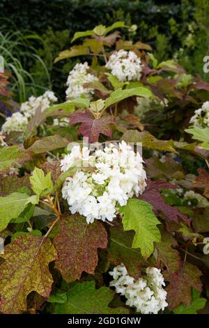 Hydrangea quercifolia Snowflake Brido shrub in summer garden UK July Stock Photo