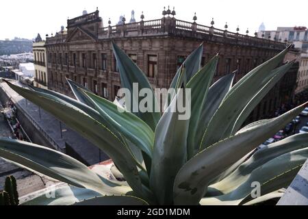 alocasia amazonica variegated pink Alocasia Polly Pink Variegated