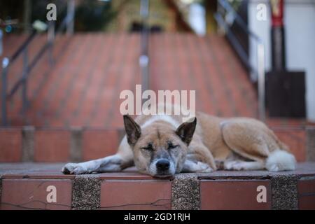 A cute stray dog, too tired to guard anything, sleeps on a long and steep staircase at the entrance to Buddhist temple Stock Photo