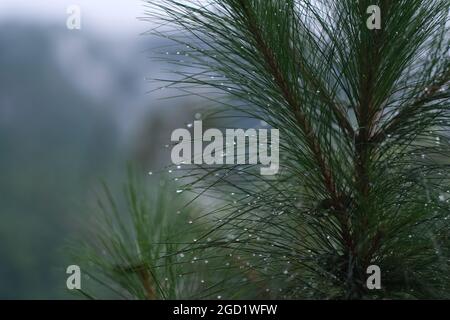 Wa6er droplets on pine needles after rain Stock Photo
