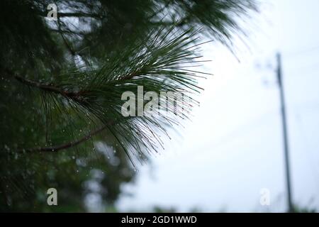 Wa6er droplets on pine needles after rain Stock Photo