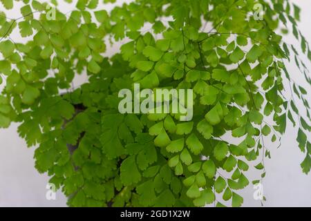 Adiantum plants have small leaves that are thin and green Stock Photo