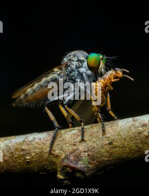 Macro close up of a robber fly resting on a vibrant green flower bud ...