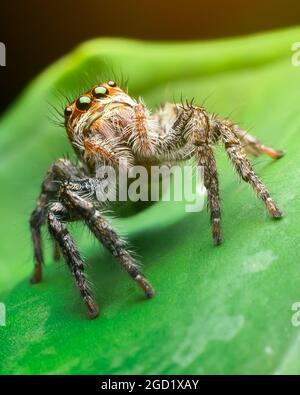 Jumping Spider Closeup Stock Photo