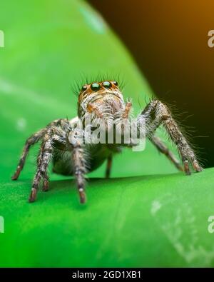 Jumping Spider Closeup Stock Photo
