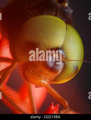 Dragon fly face close up Stock Photo