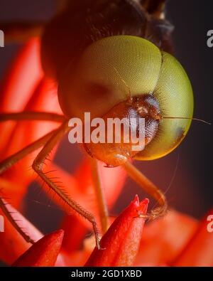 Dragon fly face close up Stock Photo