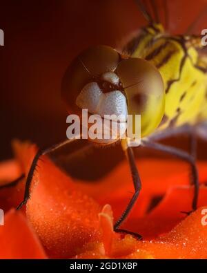 Dragon fly face close up Stock Photo