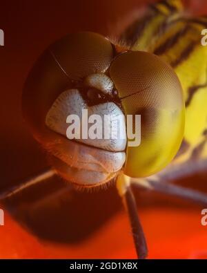 Dragon fly face close up Stock Photo