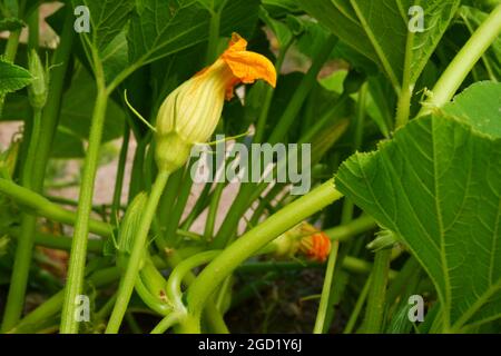 Zucchini Blossoms Within Green Leaves Summertime Stock Photo