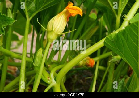 Zucchini Blossoms Within Green Leaves Summertime Stock Photo