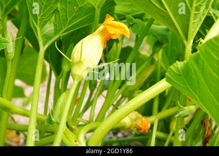 Zucchini Blossoms Within Green Leaves Summertime Stock Photo