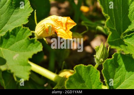 Zucchini Blossoms Within Green Leaves Summertime Stock Photo