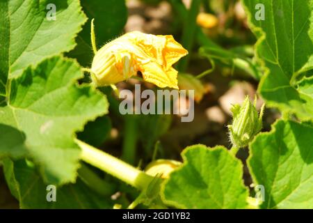 Zucchini Blossoms Within Green Leaves Summertime Stock Photo