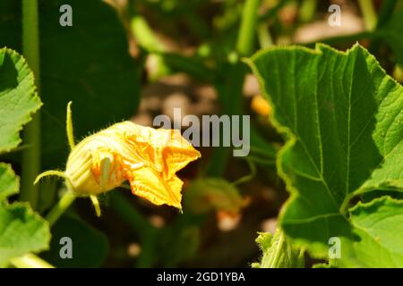 Zucchini Blossoms Within Green Leaves Summertime Stock Photo