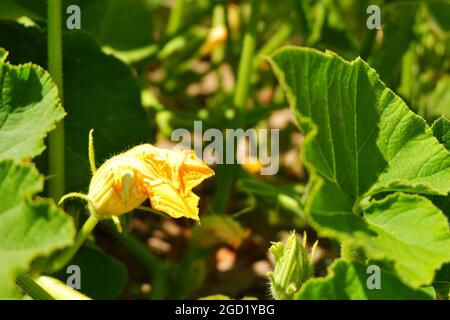 Zucchini Blossoms Within Green Leaves Summertime Stock Photo