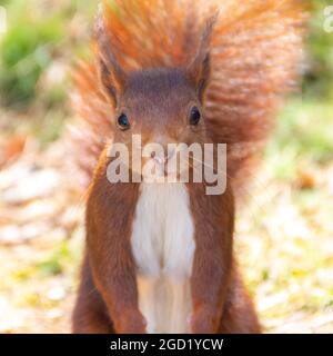 Red squirrel in the foreground looking directly at camera. Lovely orange and white colors of the rodent. Stock Photo